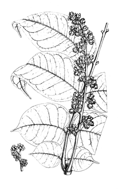Dacryodes Bush Butter Tree, Butterfruit, African Plum, bush pear, bush plum, safou